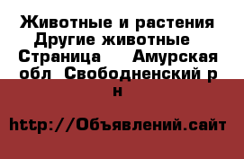 Животные и растения Другие животные - Страница 2 . Амурская обл.,Свободненский р-н